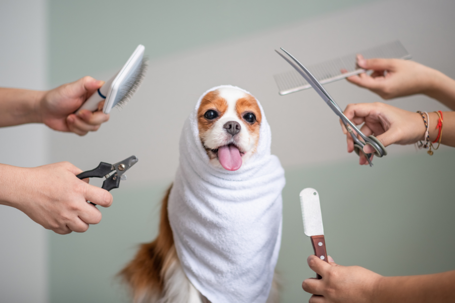 Fur Real: Grooming Secrets Every Pet Parent Should Know