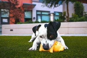 Black and white spotted dog holding piggy bank in mouth