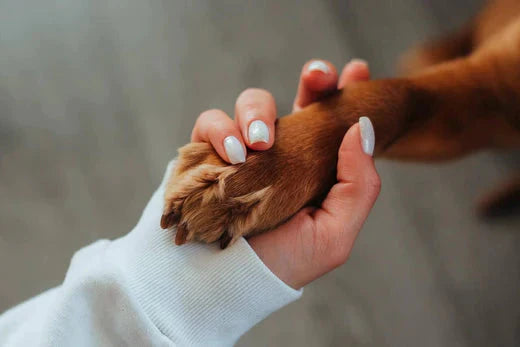 How to Properly Care for Your Dog's Paw Pads