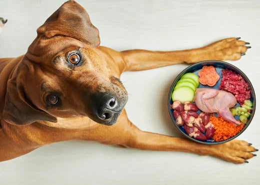 The Top 10 Homemade Dog Foods to Alleviate Allergies and Itchy Skin HICC Pet