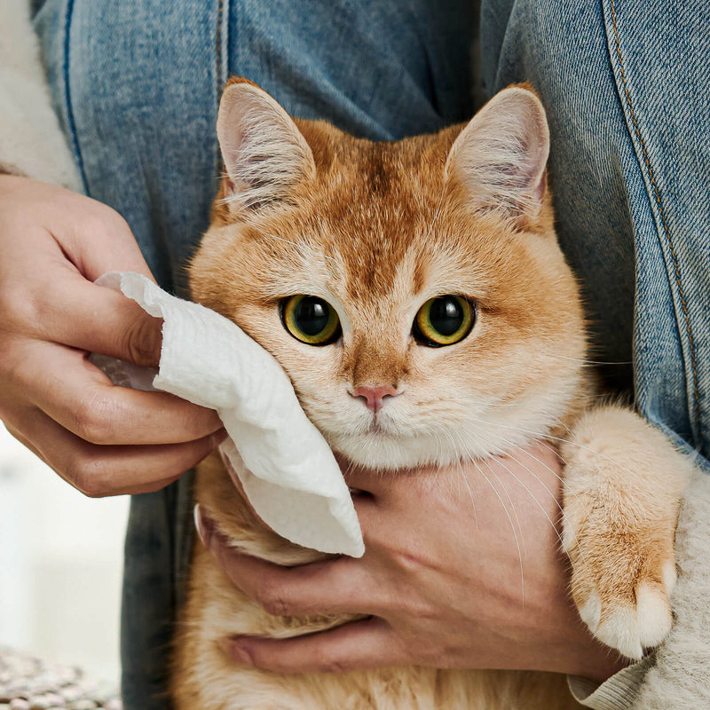 HICC Pet® Plant-Based Pet Wipes For Cats, Bundle of 4