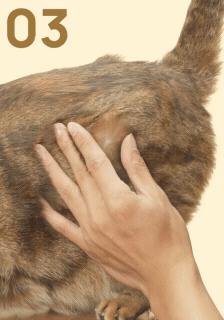 How to use
