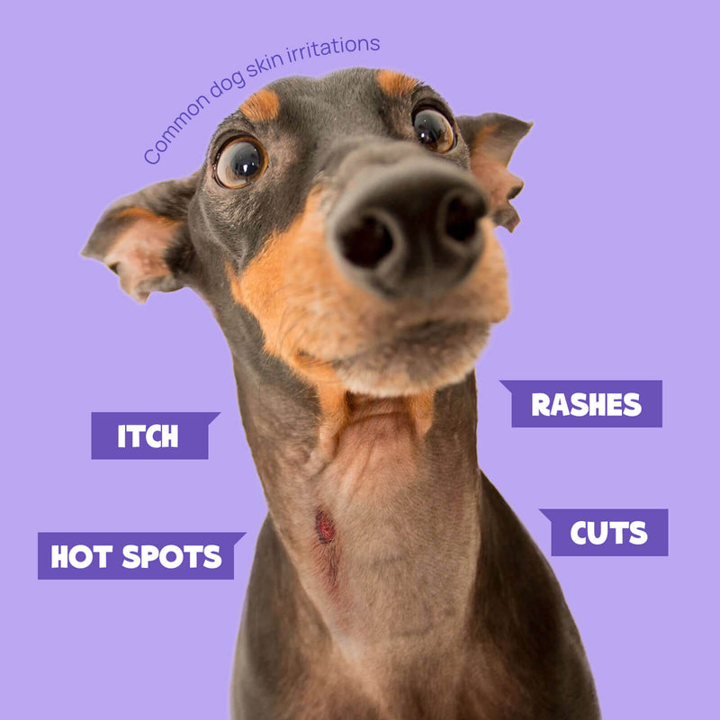 HICC Pet® Pet Skin Care Spray For Dogs, 16 Fl Oz