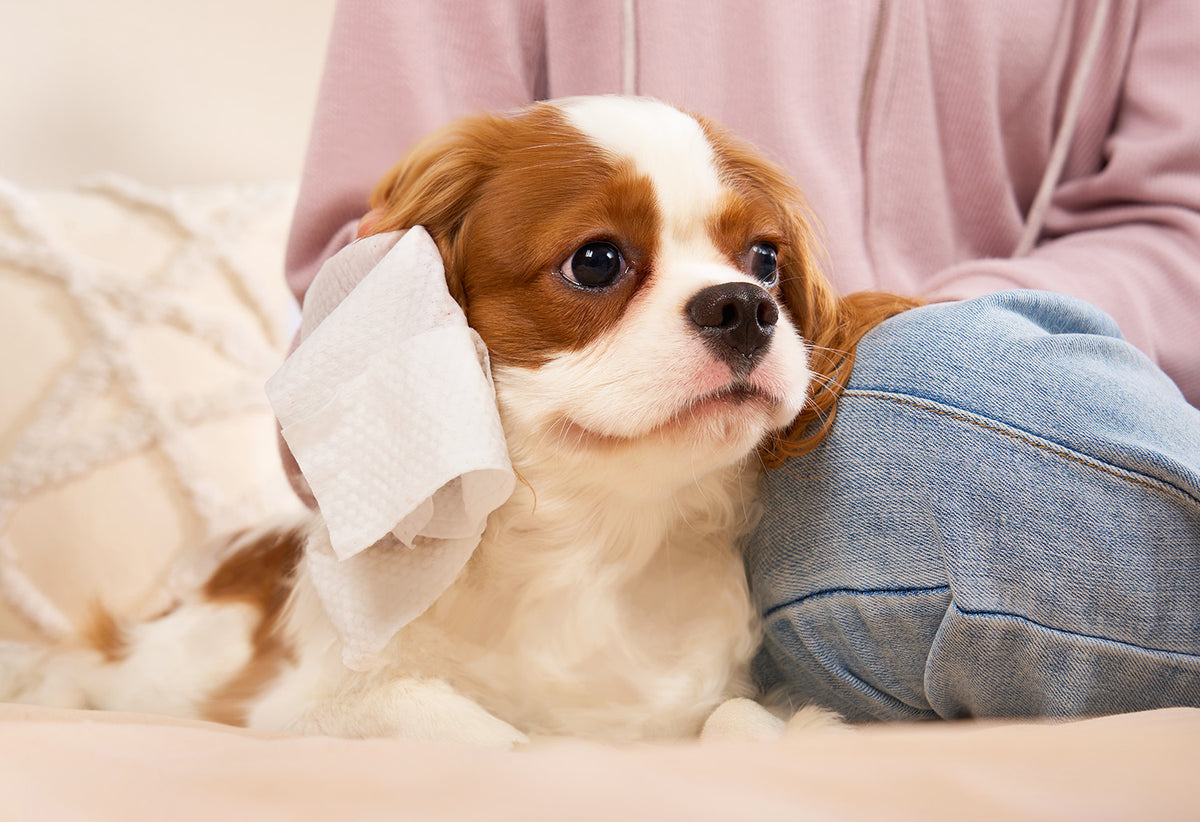 Image 76: For Dogs