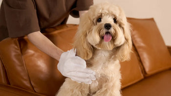 10 Benefits of a Waterless Bath for Your Dog