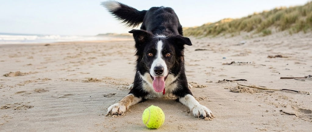 dog beach play