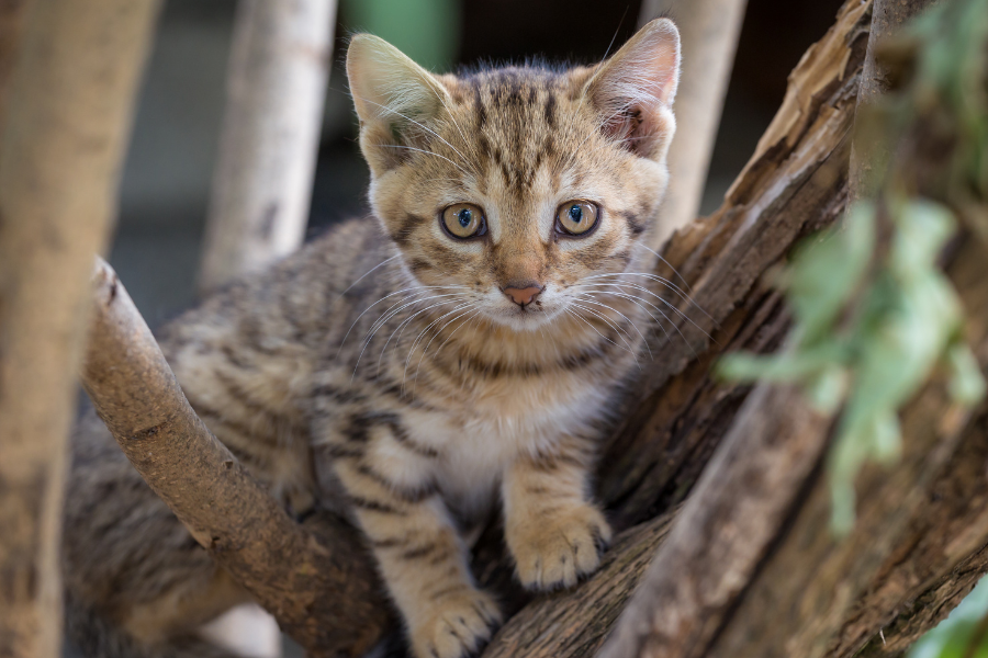 10 Things You Didn’t Know About Cats