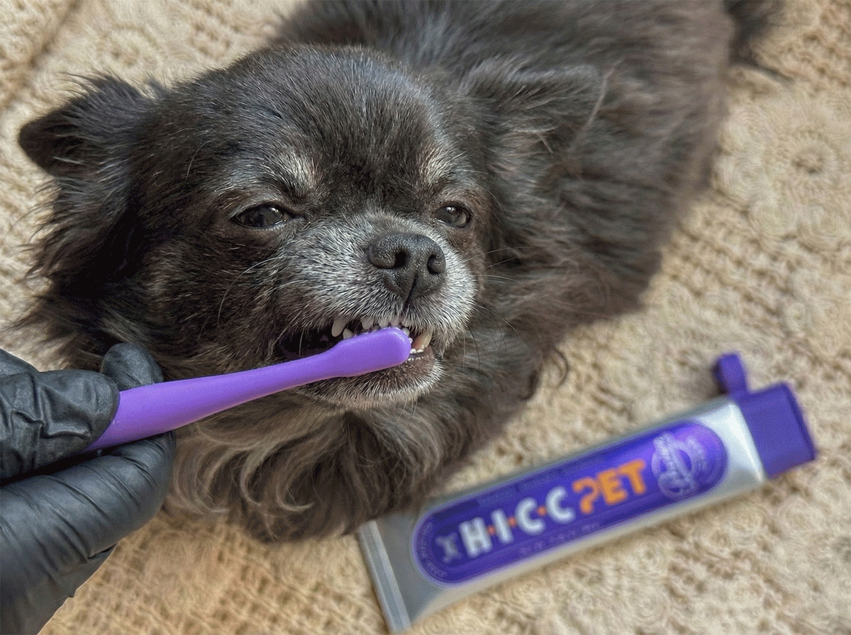 dog tooth brushing