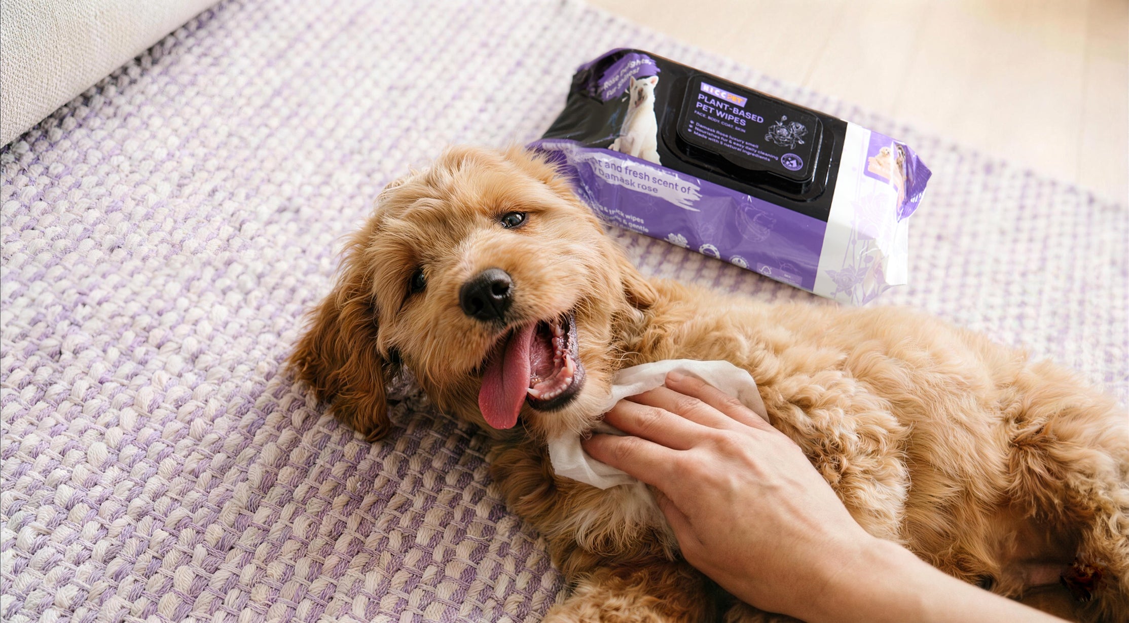 Redefining Pet–Human Life: The Art of Everyday Grooming