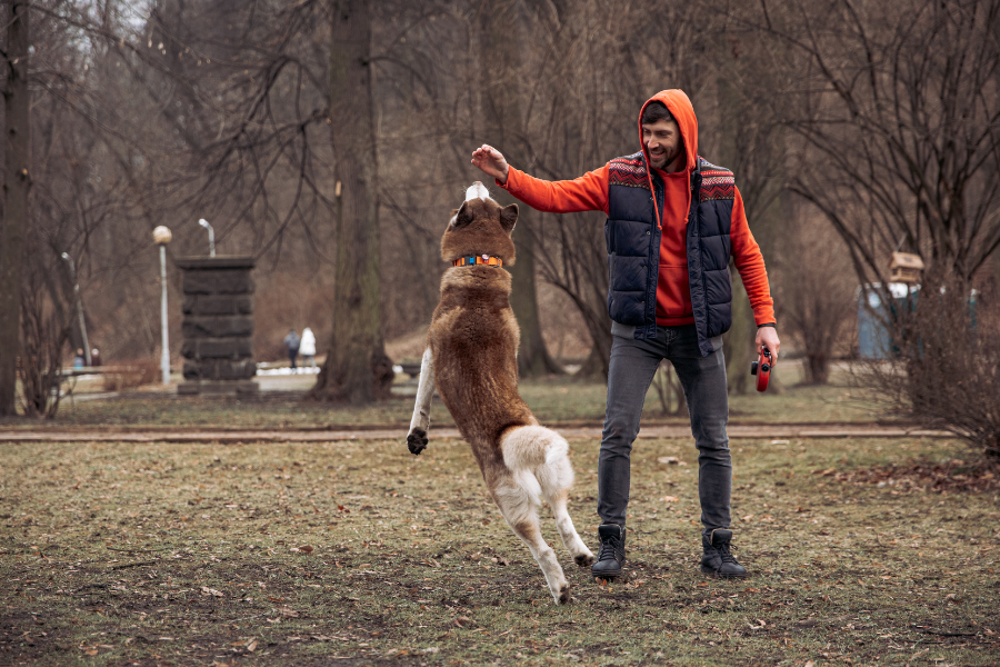 featured image for blog on 5 essentials you need this fall for your pet's health. a man in a red jacket, black vest and black pants is holding a treat up for a husky with brown fur. The husky is jumping into the air to catch the treat. 