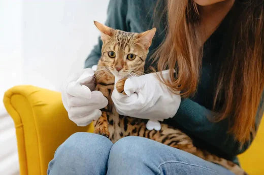 Bath time never easy with your pet? Try HICC GROOM! Pet Grooming Gloves | Hiccpet