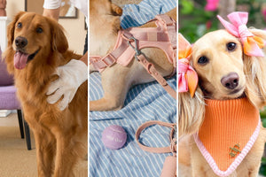 HICC Pet x Wild One x Clementine the Dox Giveaway Terms and Conditions