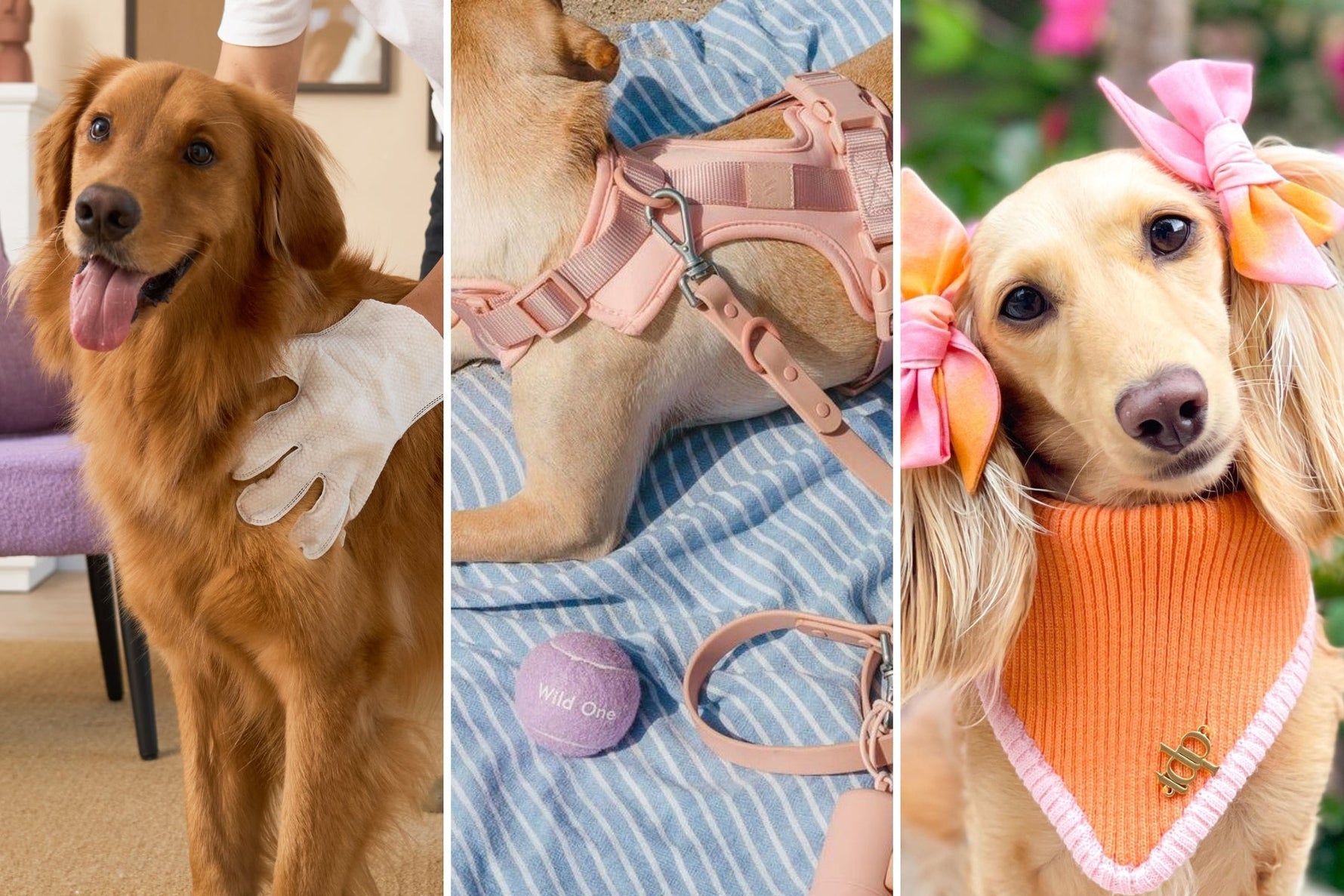 HICC Pet x Wild One x Clementine the Dox Giveaway Terms and Conditions