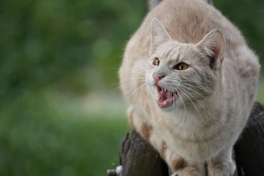 A Step-by-Step Guide to Keeping Your Cat's Teeth Healthy and Shiny