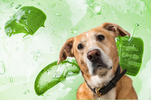Benefits of Aloe Vera for Pets: Safe and Effective Uses