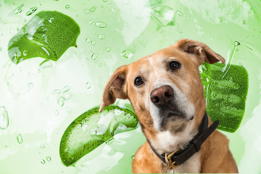 Benefits of Aloe Vera for Pets Safe and Effective Uses HICC Pet®