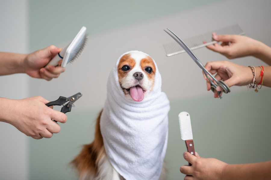 a cavalier king charles spaniel wrapped in a towel with hands around them holding grooming tools_benefits of grooming your pets