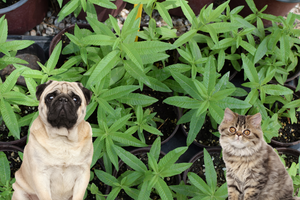 The Benefits of Lemon Verbena for Pets