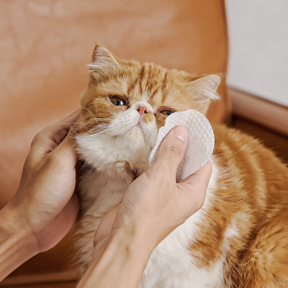 Eye Problems in Cats: Symptoms, Causes, and Care Guide