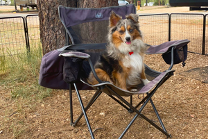 Expert Tips for Successfully Camping With Your Dog