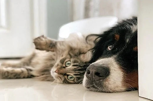 can a dog and a cat be friends