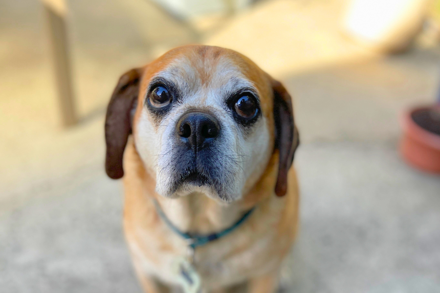 How to Care for a Senior Pet in Their Golden Years