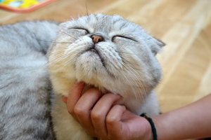 human hand scratching chin of a grey Scottish fold cat_cat acne