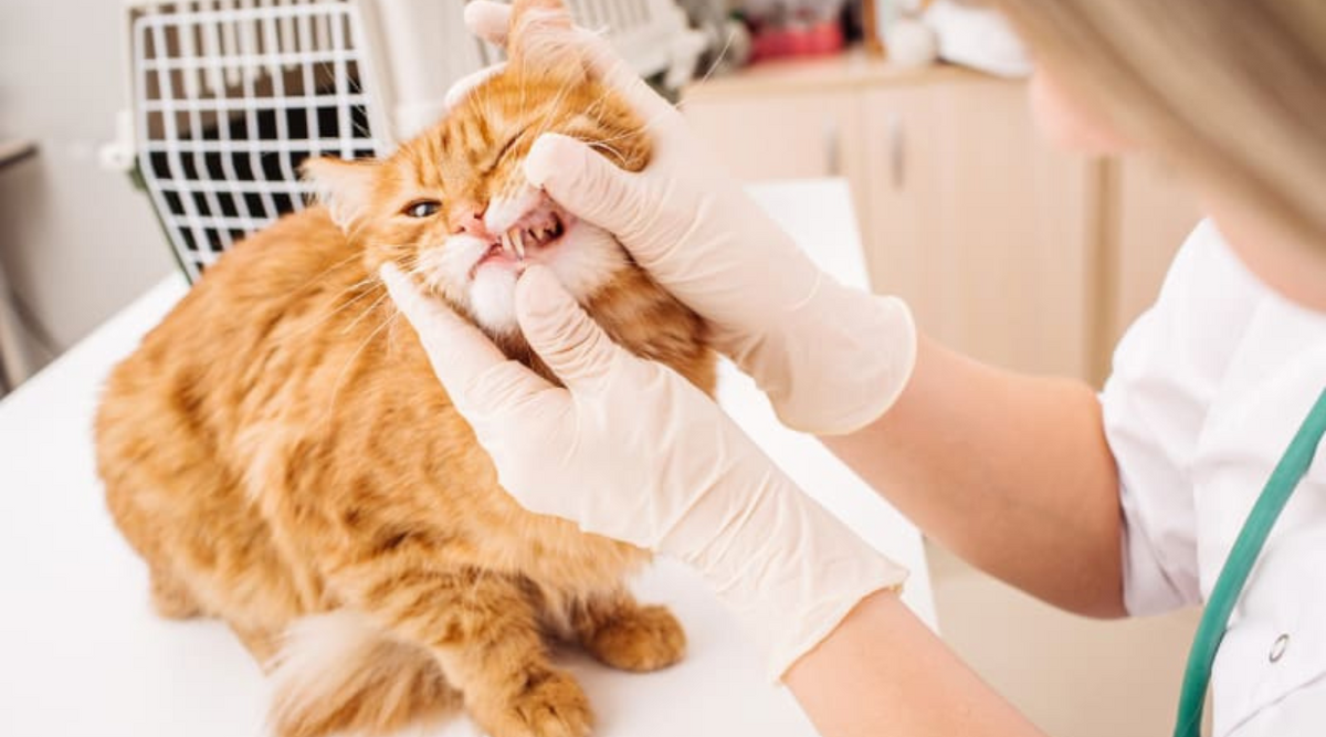 Cat's Oral Health: 7 Easy Ways to Protect Teeth