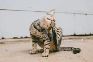common causes of cat itchy skin