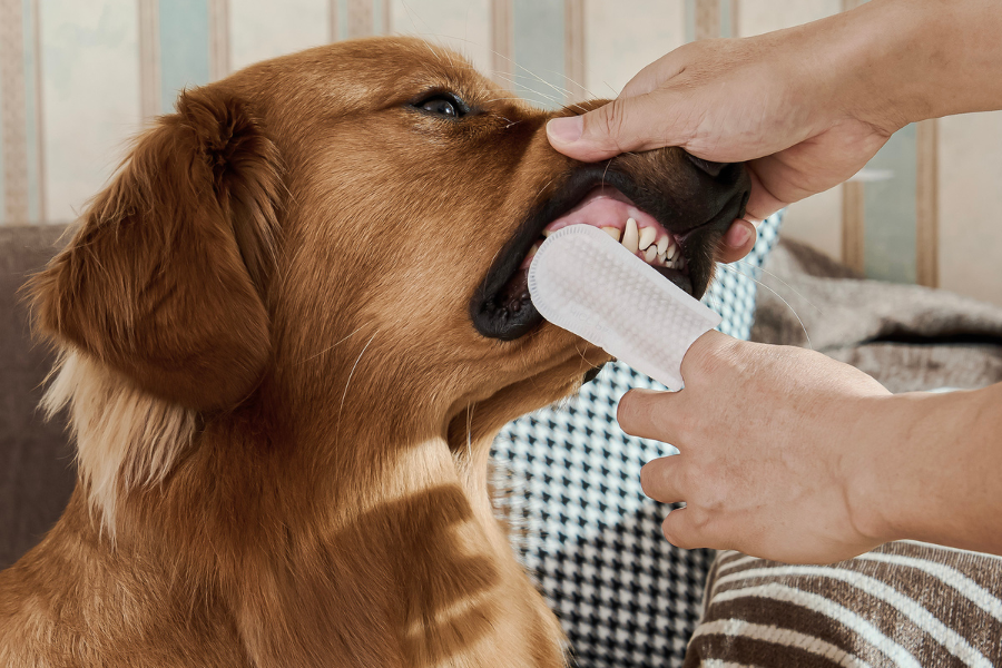 Debunking Common Myths About Dog Dental Care