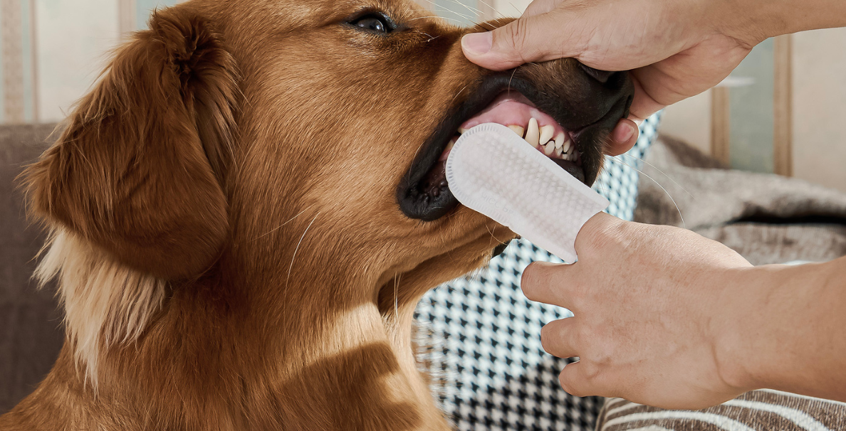 Debunking Common Myths About Dog Dental Care