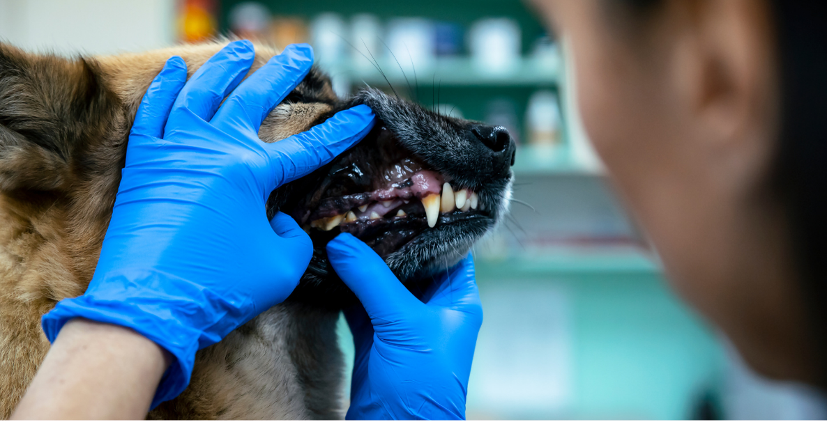 Dental Issues in Dogs and Cats: Causes, Symptoms, Prevention & Treatment