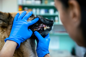 Dental Issues in Dogs and Cats: Causes, Symptoms, Prevention & Treatment