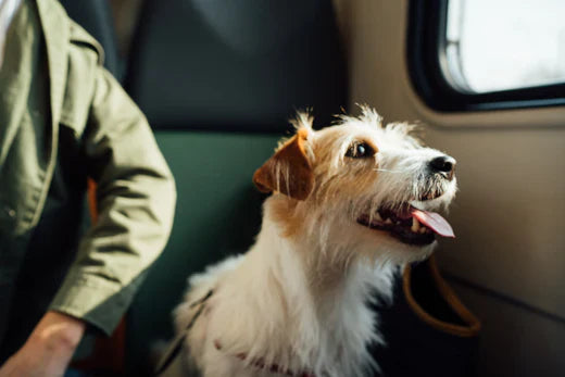 How to Travel with Your Dog