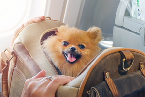How to Prepare Flying With Your Pet for the First Time