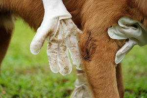 golden retriever standing in grass getting wipes with glove wipes and one hand showing a dirty grooming wipe