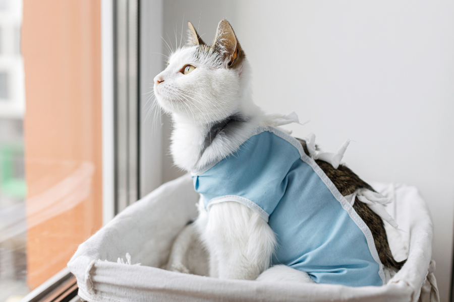 What Are The Benefits of Spaying and Neutering?