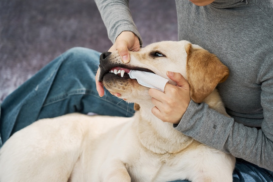Is Baking Soda Safe for Dogs and Cats?
