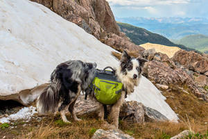 The Ultimate Guide to Hiking with Your Dog