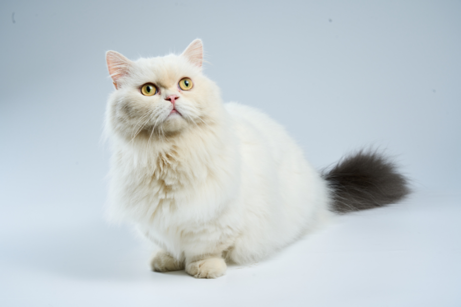how to identify cat coat type