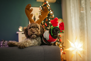 How to Keep Your Pet Safe During The Holidays