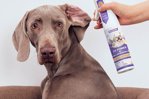 Hypochlorous Acid for Pets: Everything You Need to Know
