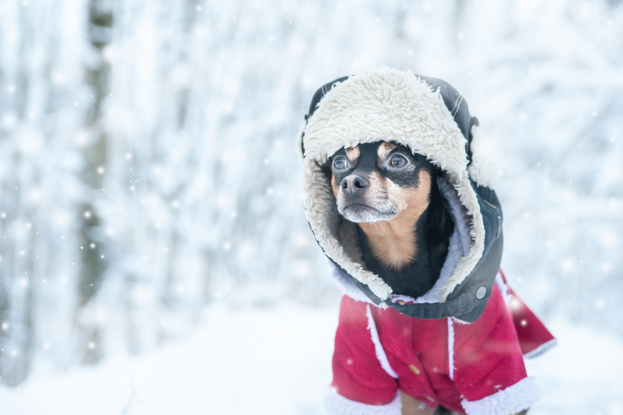 a chihuahua standing in the snow wearing a red coat and a winter hat - winter pet safety