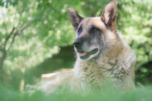 Providing the Best Care For Your Senior Dog