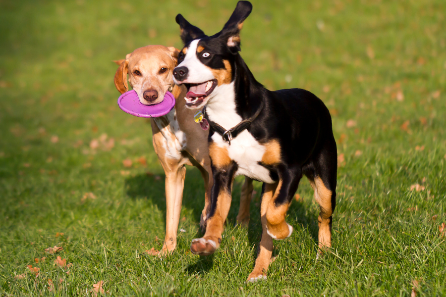 How to Improve Your Pet’s Wellness