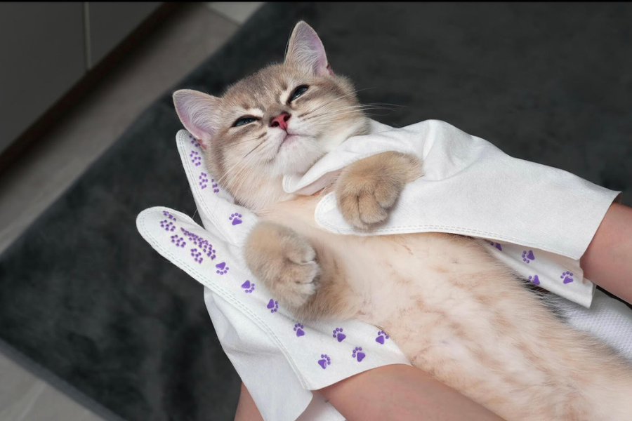 10 ways to Keep your cat happy and healthy