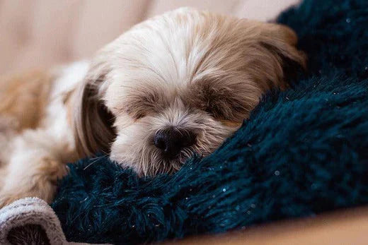 How to Groom a Shih Tzu at Home? - Hiccpet