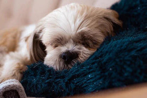 How to Groom a Shih Tzu at Home? - Hiccpet