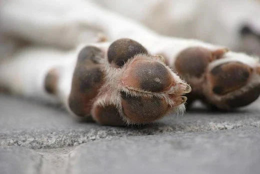 how to groom dog paws