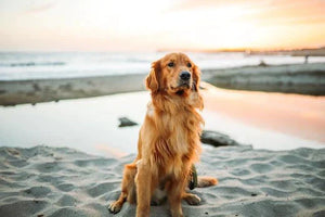 how to groom a golden retriever